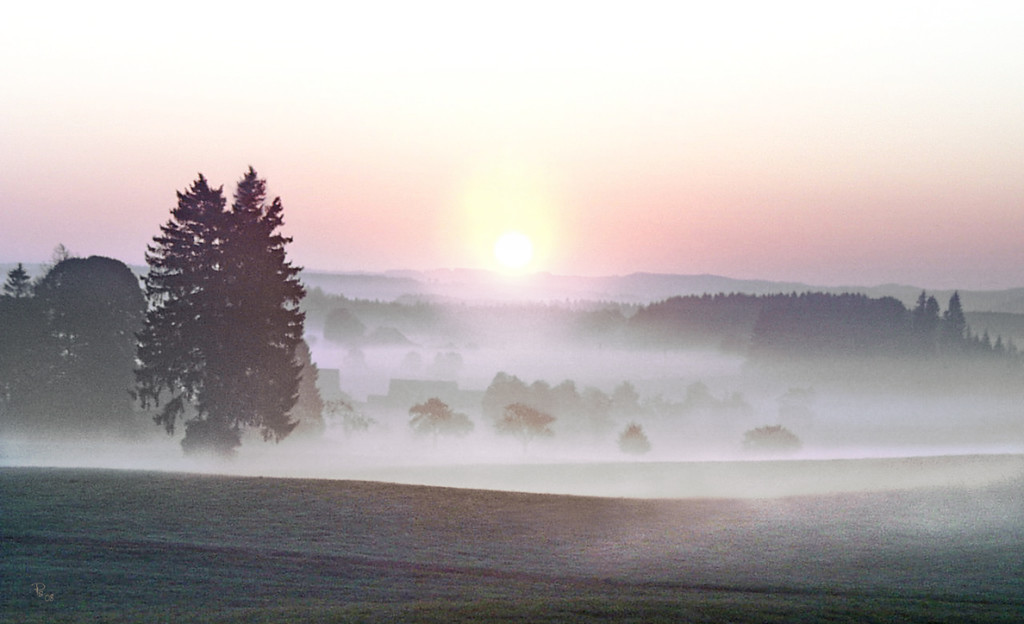 Frühnebel